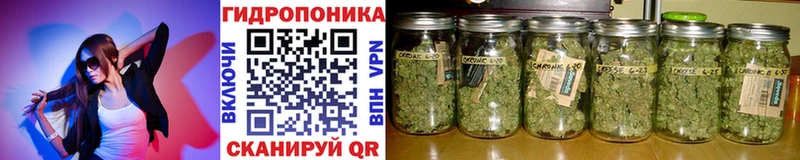купить закладку  Каменногорск  Бошки марихуана гибрид 